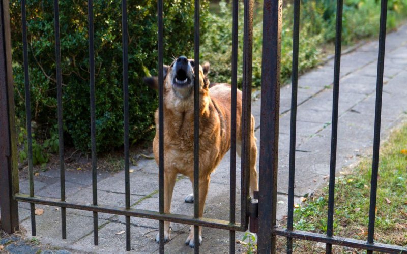 Dog Barking at the gate