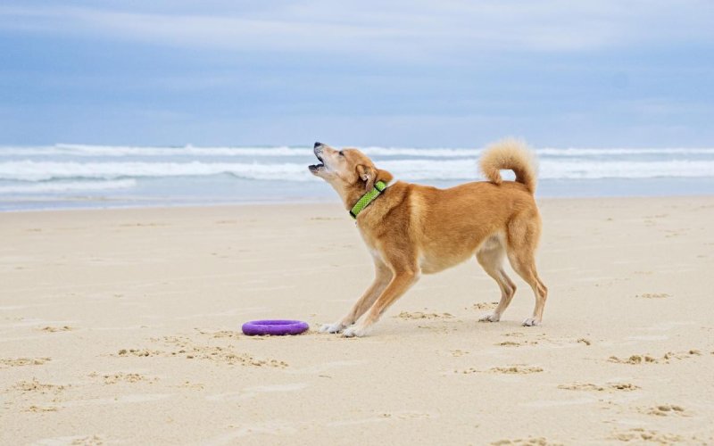 Dog Playing At The Beach