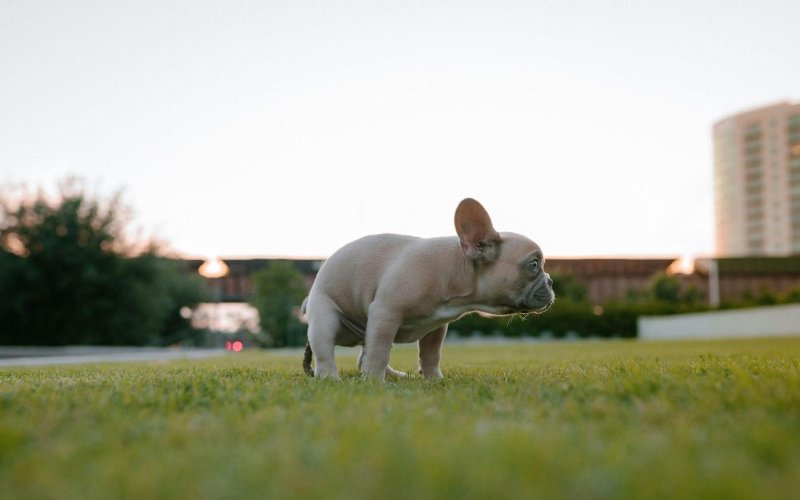 a small white dog standing on top of lush green field