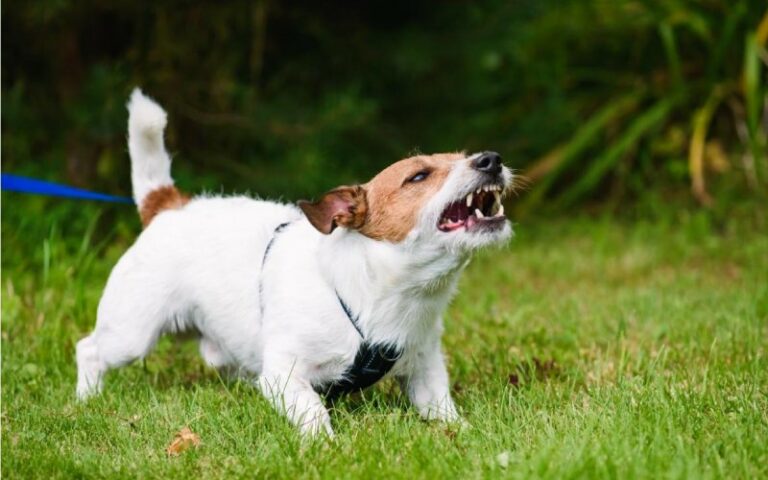 Aggression in Dogs